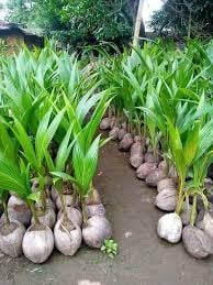 Sustainable Supply Chain - For Exporters