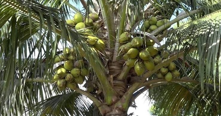 Sustainable Supply Chain - For Importers